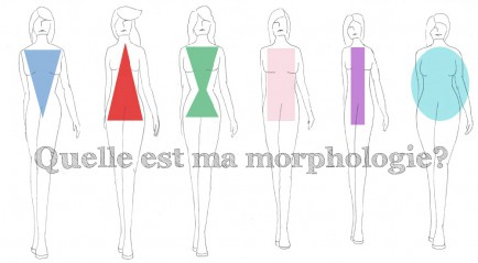 types de morphologies