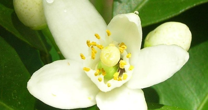 Recettes de grand-mère contre les odeurs de transpiration eau de fleur d'oranger